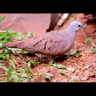 Blue Ground Dove